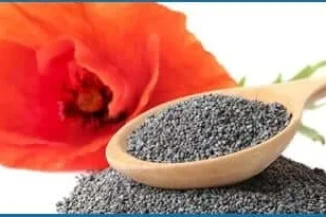California-Poppy-Poppy-Seed-1