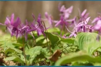 Corydalis-Yanhusuo-Plant1