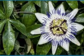 Passionflower1