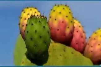 Prickly-Pear1